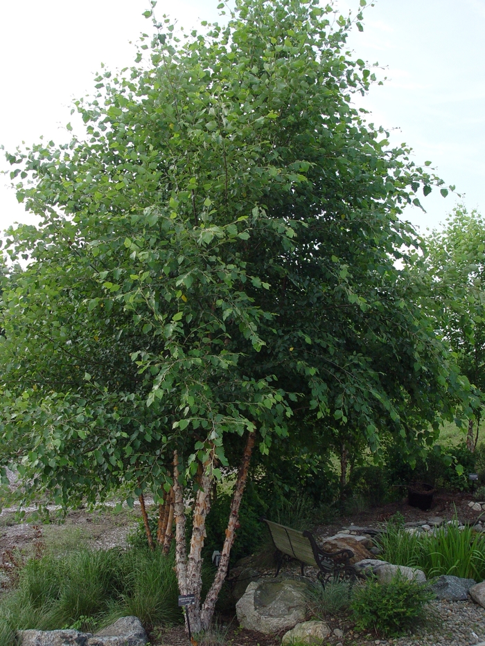 Heritage River Birch - Betula Nigra Heritage from EC Browns Nursery