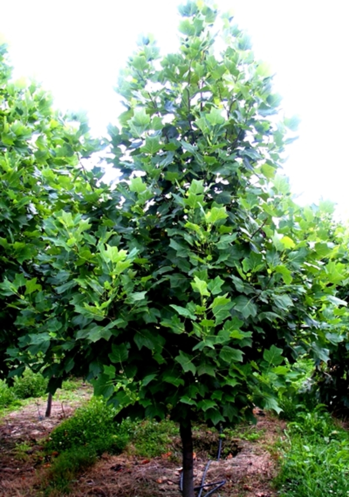 Tulip Poplar - Liriodendron tulipfera from EC Browns Nursery
