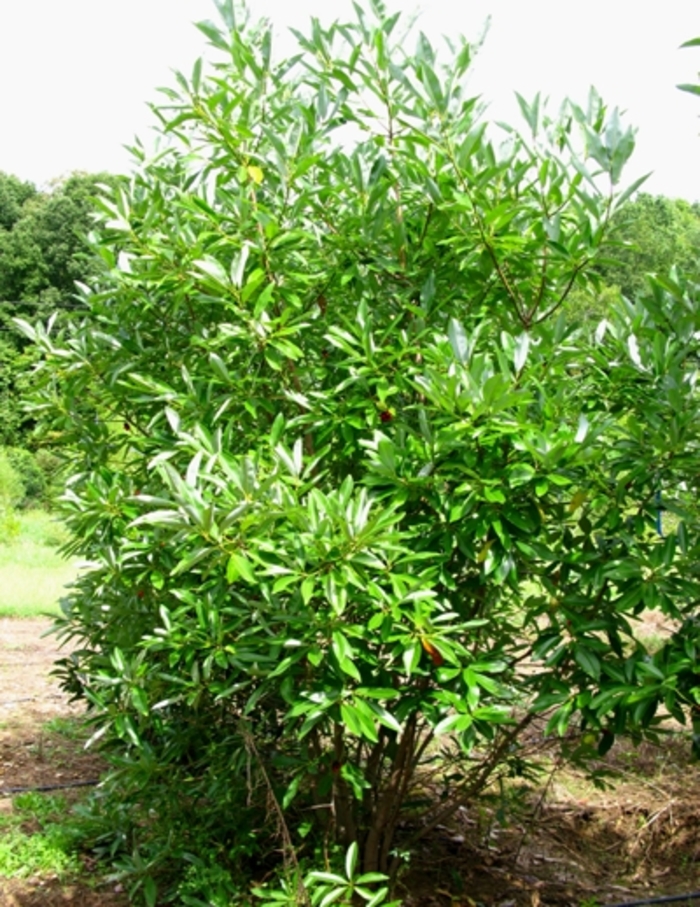 Sweetbay Magnolia - Magnolia virginiana from EC Browns Nursery