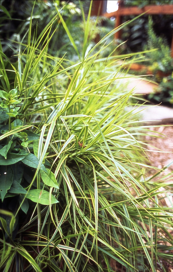 'Oehme' - Carex muskingumensis from EC Browns Nursery