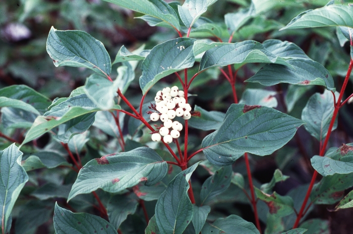 Red Twig Dogwood - Cornus sericea baileyi from EC Browns Nursery