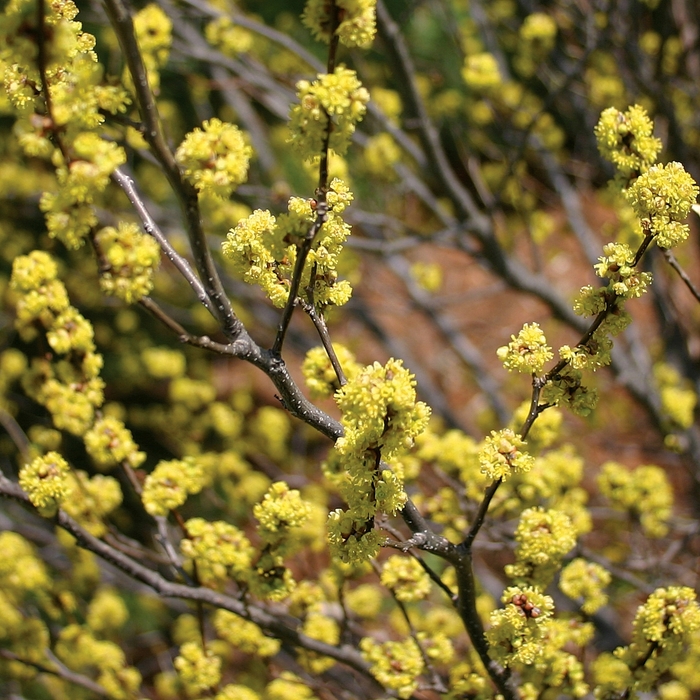 Spicebush - Lindera benzoin from EC Browns Nursery