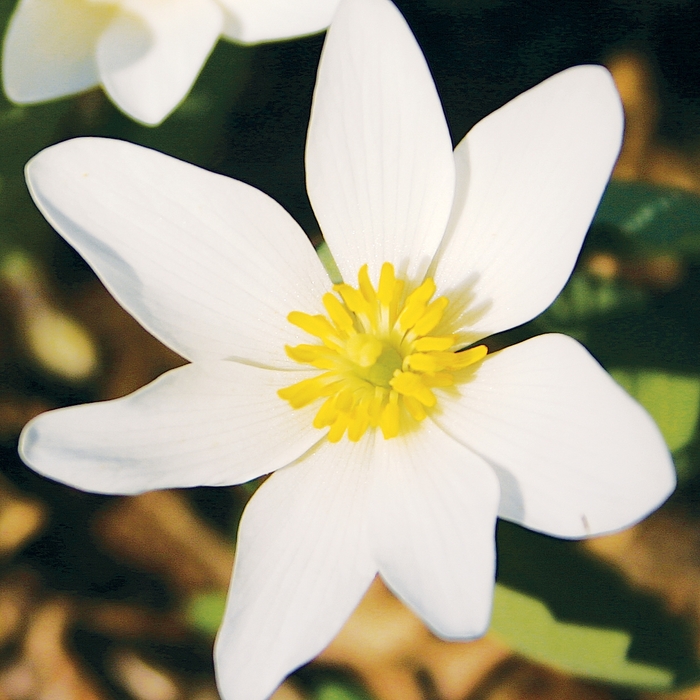 Blood Root - Sanguinaria canadensis from EC Browns Nursery