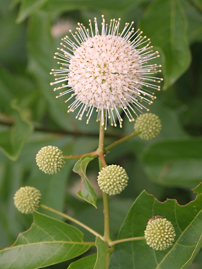 Sputnik Buttonbush - Cephalanthus occidentalis from EC Browns Nursery