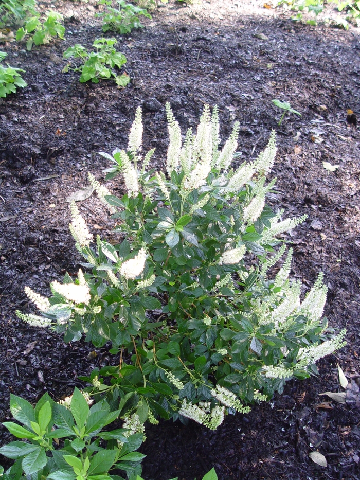 Summersweet - Clethra alnifolia 'Hummingbird' from EC Browns Nursery