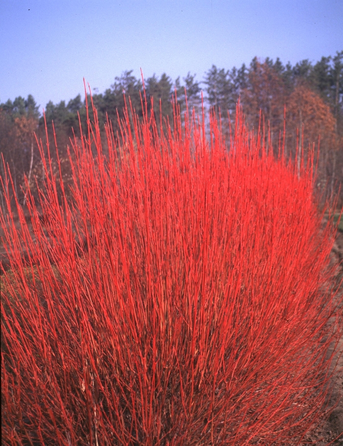 Red-Osier Dogwood - Cornus sericea, Cardinal from EC Browns Nursery