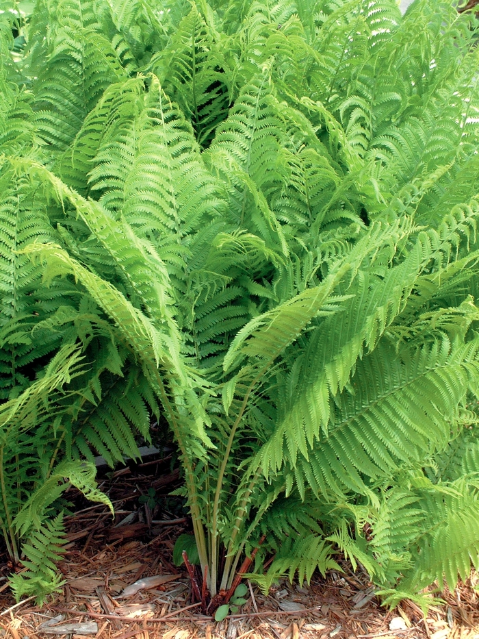 Fern-Ostrich - Matteuccia struthiopteris from EC Browns Nursery