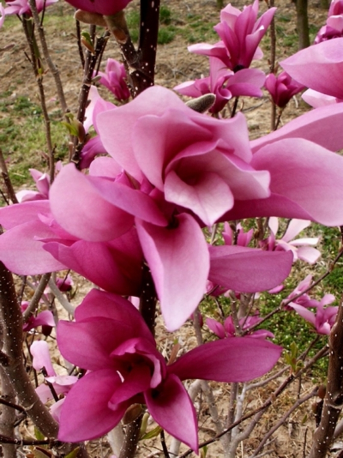 Little Girl 'Jane' - Magnolia x from EC Browns Nursery