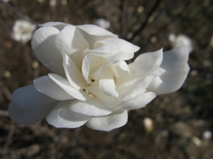 Royal Star Star Magnolia - Magnolia stellata 'Royal Star' from EC Browns Nursery
