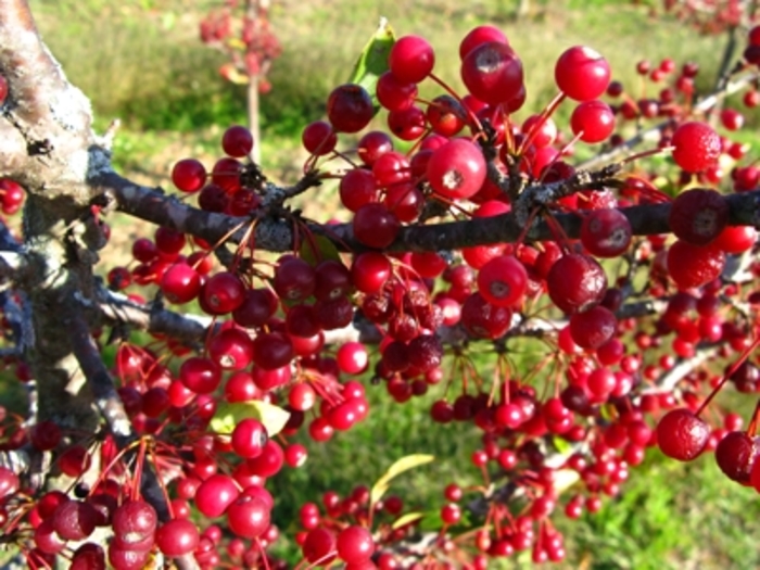 Sargent Crabapple - Malus sargentii from EC Browns Nursery