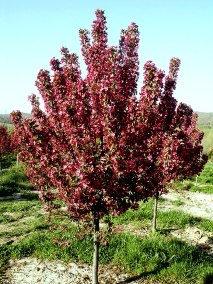 Robinson Crabapple - Malus 'Robinson' from EC Browns Nursery