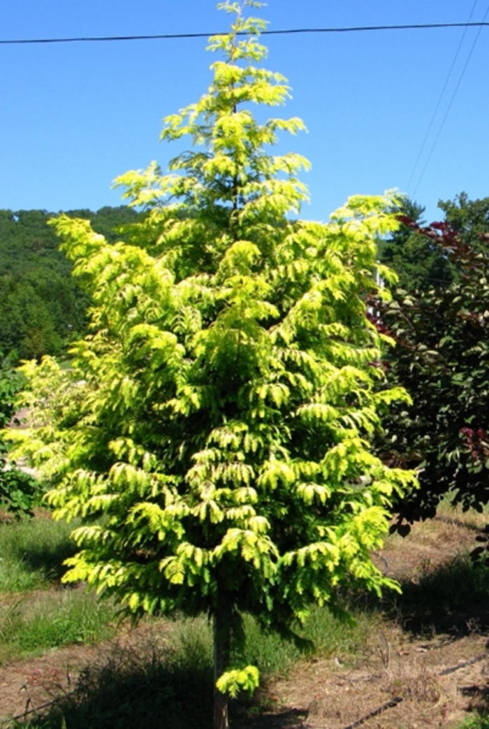 Golden Dawn Redwood - Metasequoia glyptostroboides 'Ogon' from EC Browns Nursery