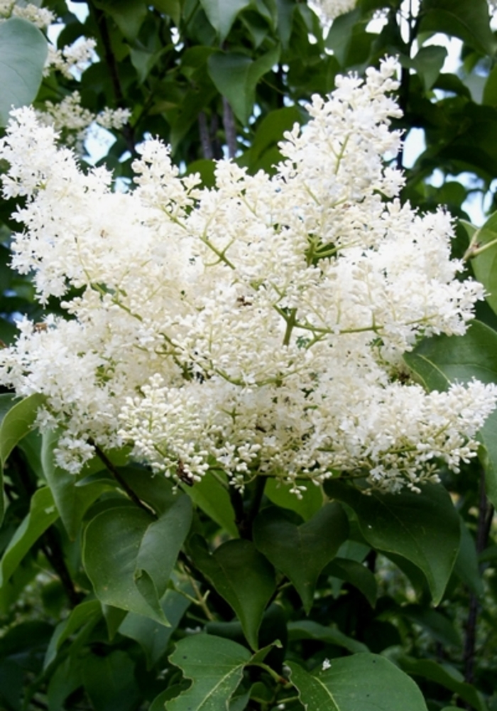 Japanese Lilac Tree - Syringa reticulata 'Ivory Silk' from EC Browns Nursery