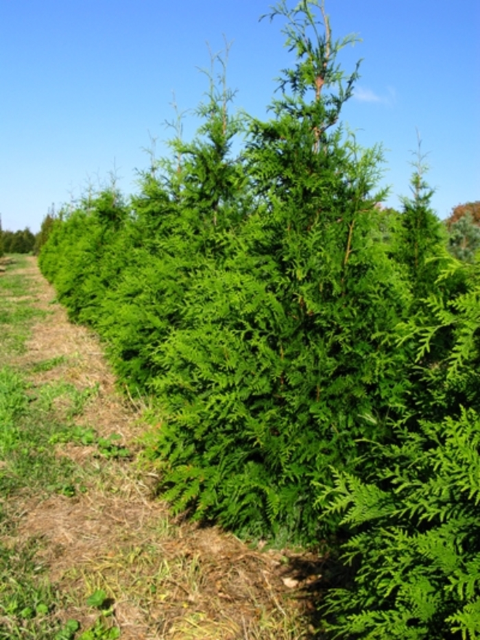 Green Giant Giant Arborvitae - Thuja 'Green Giant' (Giant Arborvitae) from EC Browns Nursery