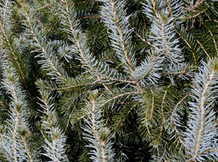 Serbian Spruce - Picea omorika (Serbian Spruce) from EC Browns Nursery