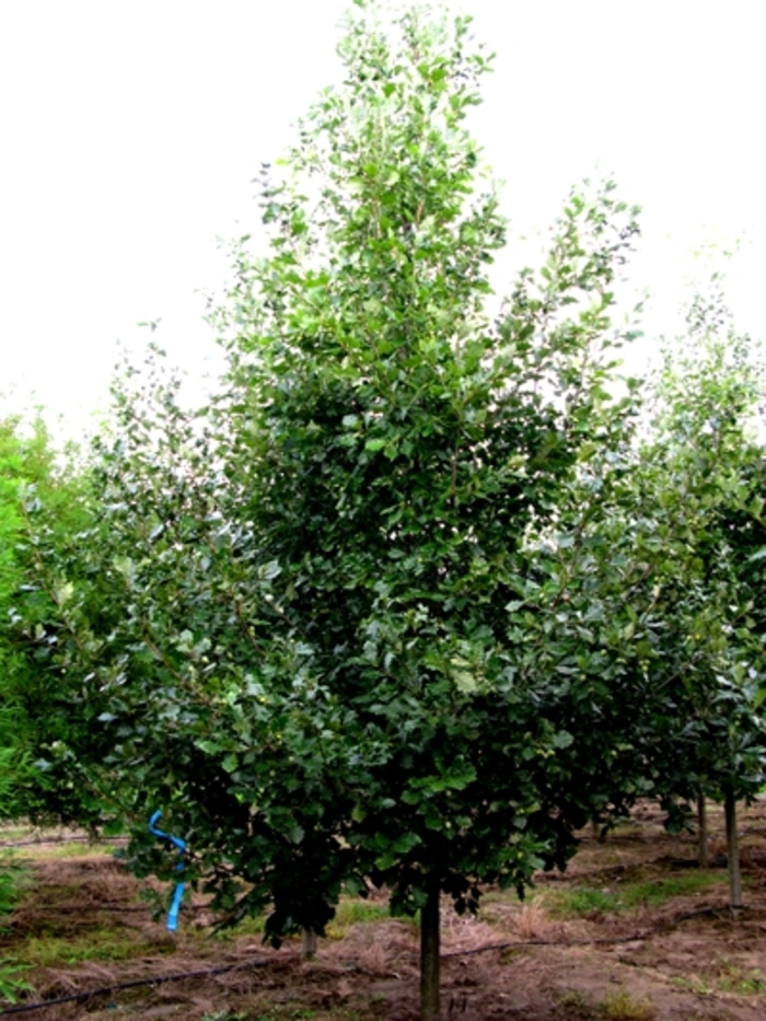 'Heritage&reg;' Oak - Quercus robur x macrocarpa 'Heritage' from EC Browns Nursery