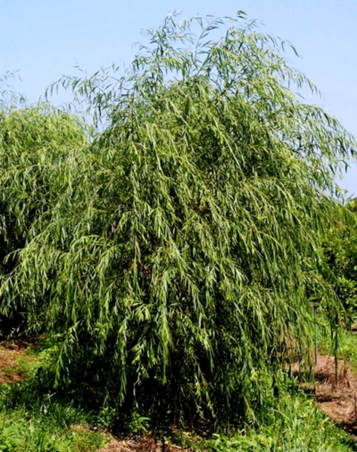 Golden Weeping Willow - Salix alba 'Tristis' from EC Browns Nursery