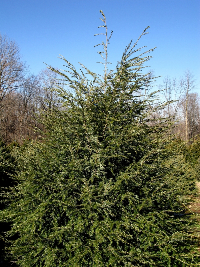 Canadian Hemlock - Tsuga canadensis from EC Browns Nursery