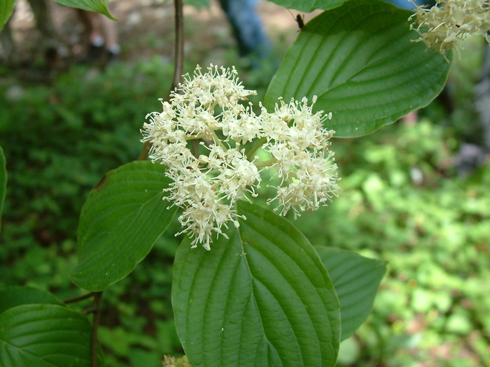 Pagoda Dogwood - Cornus alternifolia from EC Browns Nursery