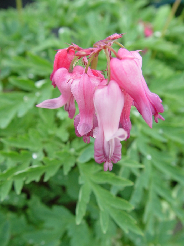 Wild Bleeding Heart - Dicentra eximia from EC Browns Nursery