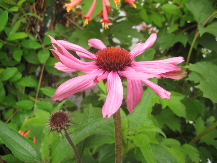 Tennessee Coneflower - Echinacea tennesseensis from EC Browns Nursery
