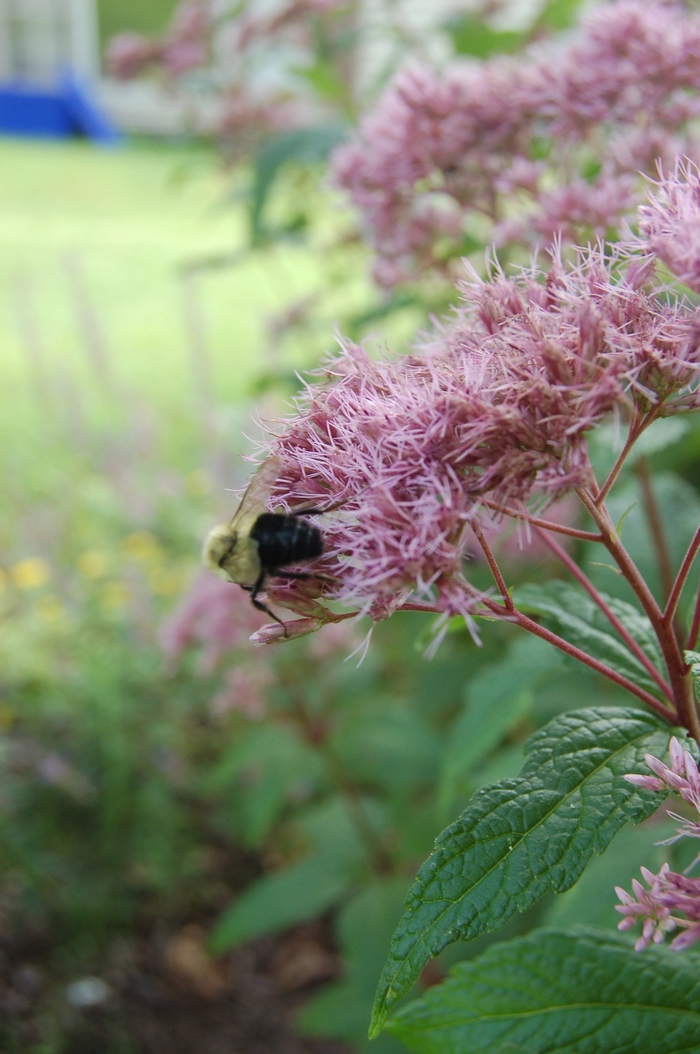 Joe Pye Weed - Eupatorium maculatum from EC Browns Nursery
