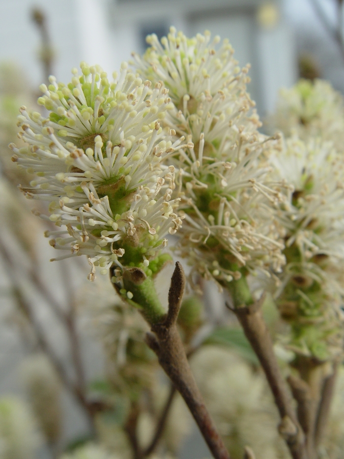 Large Fothergilla - Fothergilla major from EC Browns Nursery