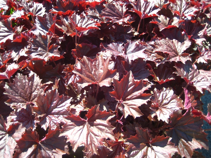 Coral Bells - Heuchera Bronze Wave from EC Browns Nursery