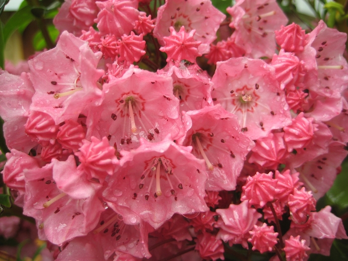 Pink Charm Mountain Laurel - Kalmia latifolia from EC Browns Nursery
