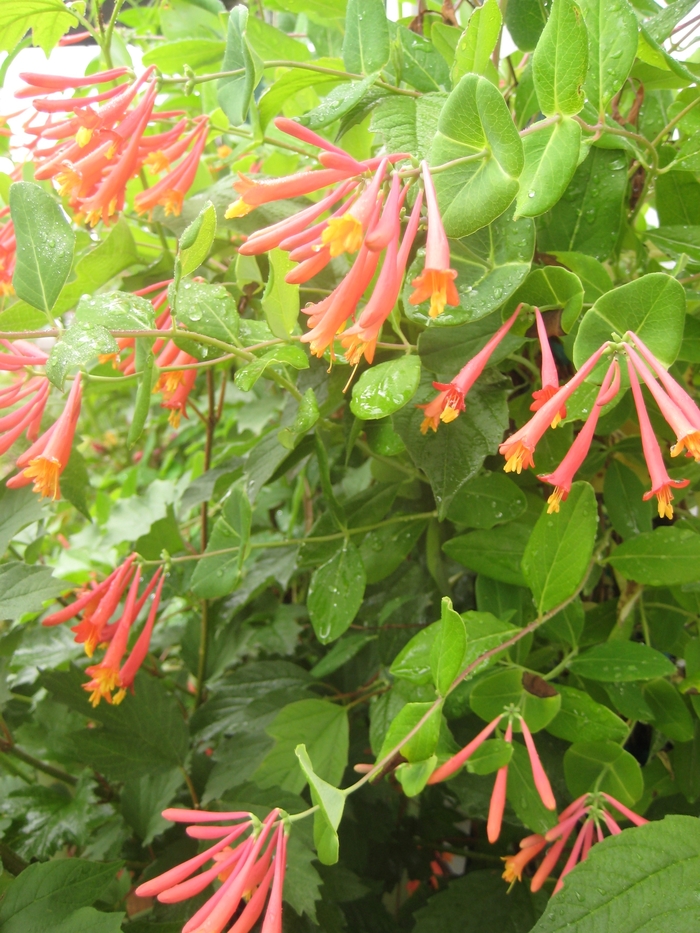 Honeysuckles - Lonicera from EC Browns Nursery