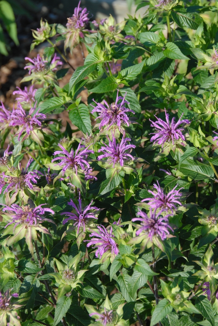 Clair Grace - Monarda fistulosa from EC Browns Nursery
