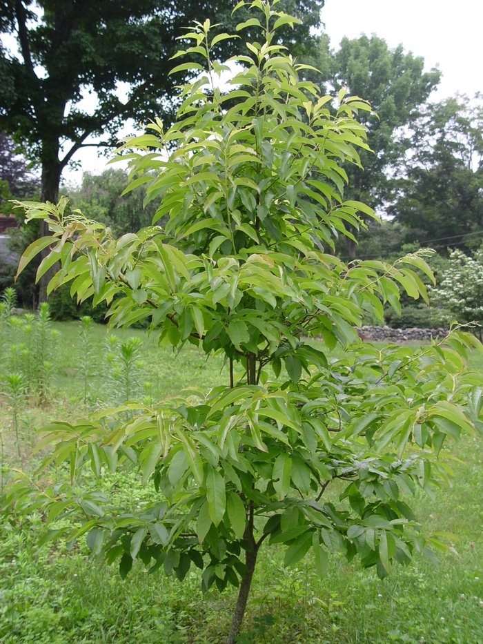 Sourwood - Oxydendrum arboreum from EC Browns Nursery