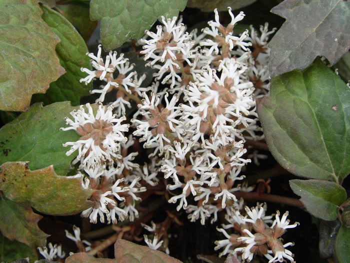 Japanese Spurge - Pachysandra terminalis (Japanese Spurge) from EC Browns Nursery
