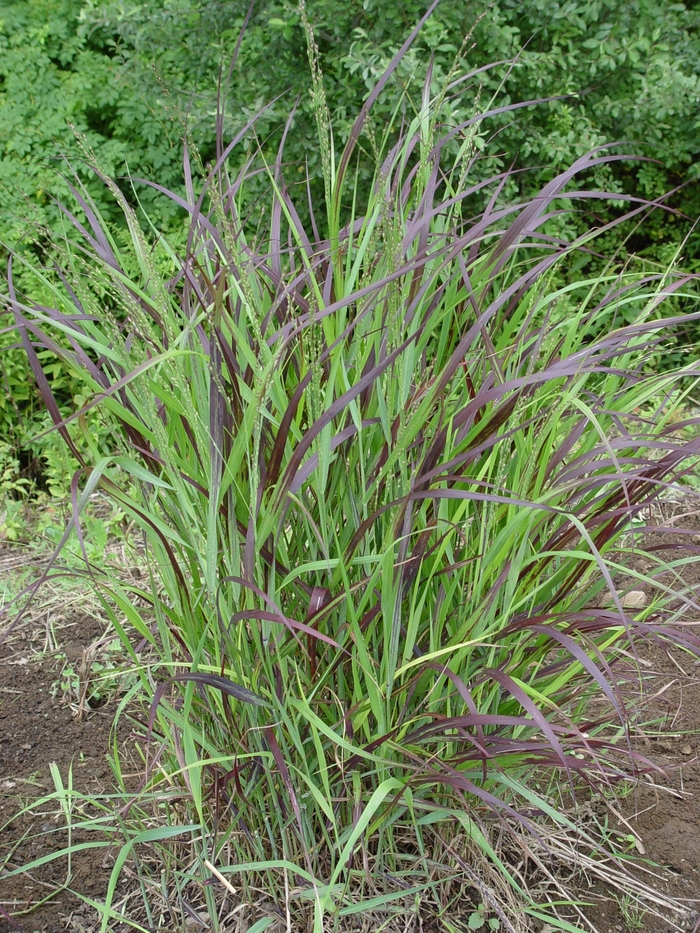 Shenandoah Switch Grass - Panicum virgatum ''Shenandoah'' from EC Browns Nursery