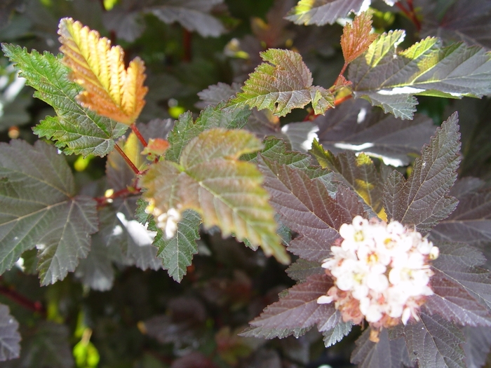 'Center Glow' - Physocarpus opulifolius from EC Browns Nursery