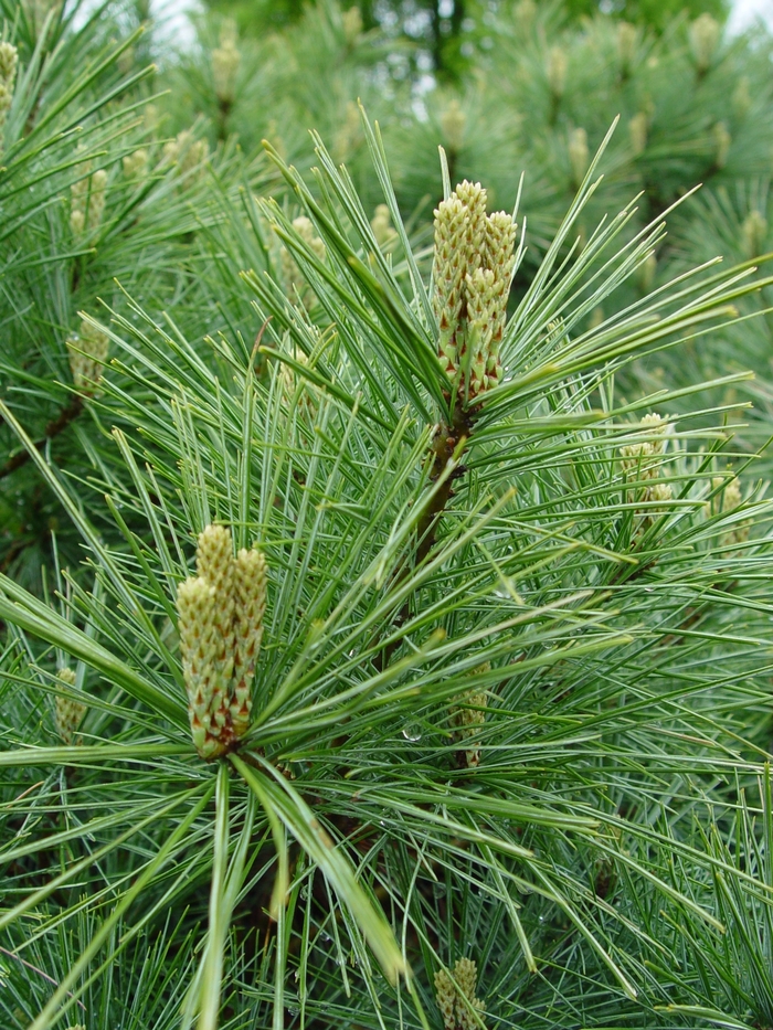 Eastern White Pine - Pinus strobus from EC Browns Nursery
