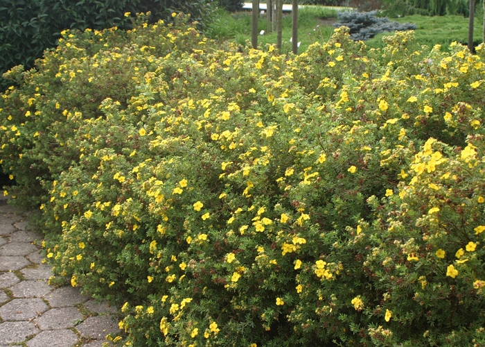 Shrubby Cinquefoil - Potentilla fruticosa 'Goldfinger' from EC Browns Nursery