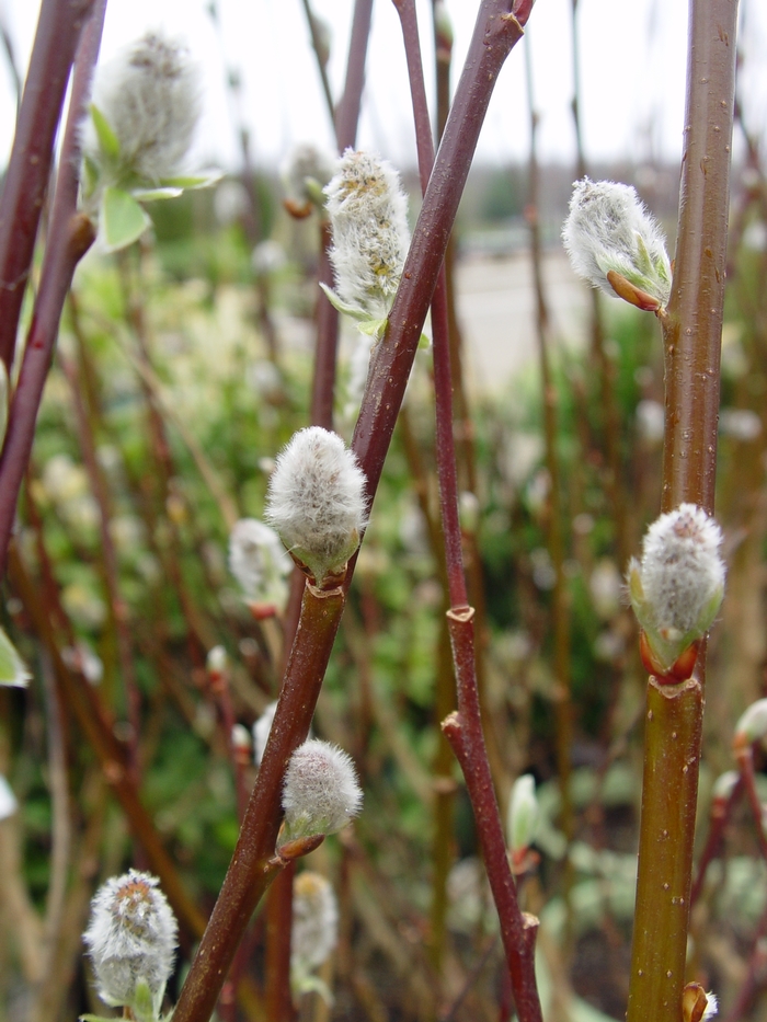 French Pussy Willow - Salix discolor from EC Browns Nursery