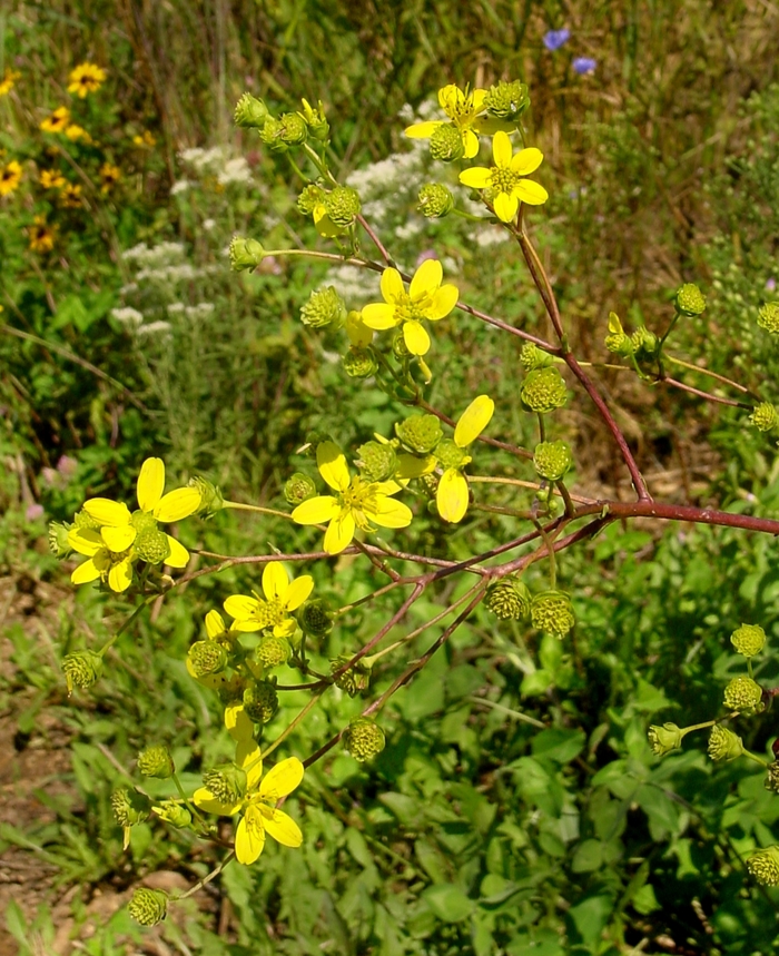 Prairie Dock - Silphium terebinthinaceum from EC Browns Nursery