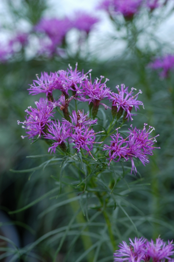 ''Iron Butterfly'' Ironweed - Vernonia lettermannii from EC Browns Nursery