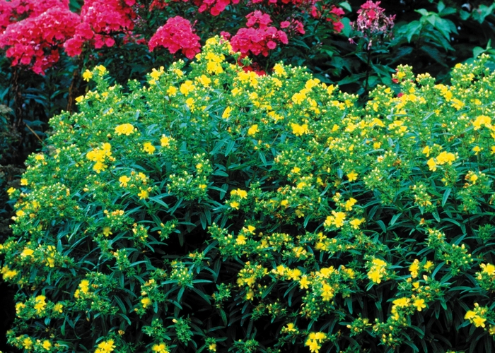 St. John's Wort - Gemo Hypericum from EC Browns Nursery