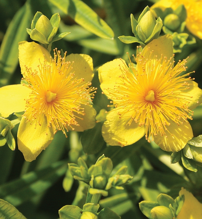 St. John's Wort - Hypericum kalmianum from EC Browns Nursery