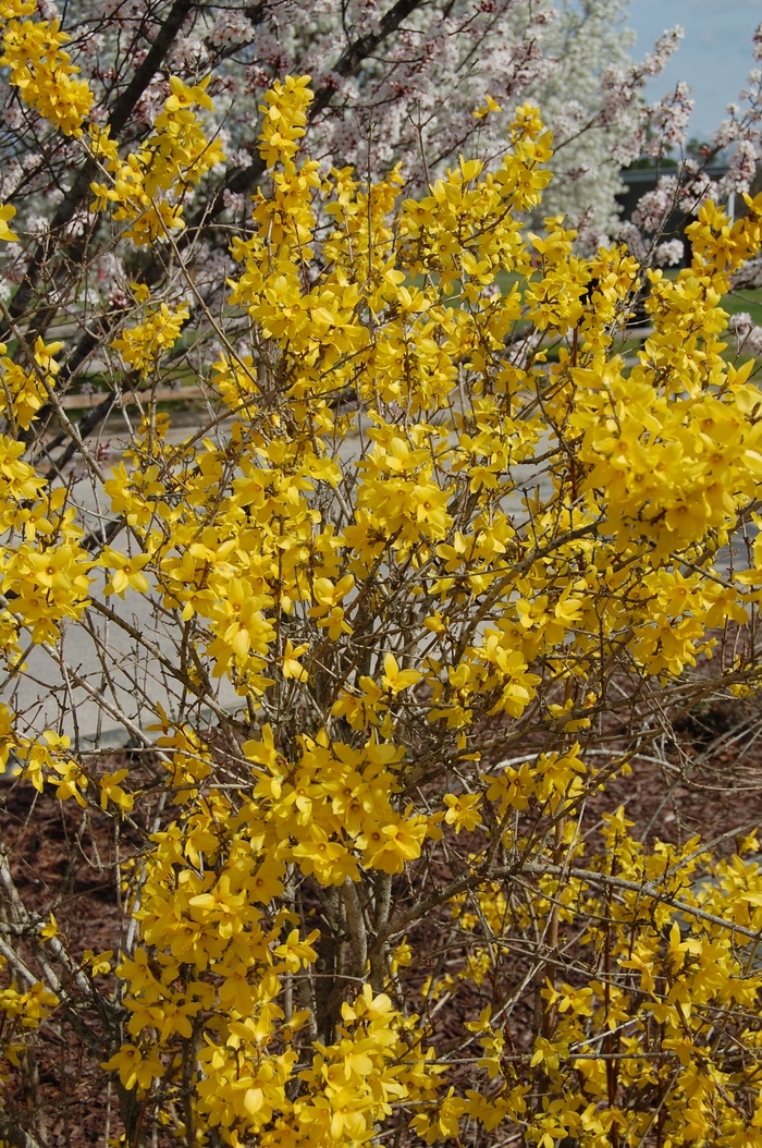 'Lynwood' - Forsythia x intermedia from EC Browns Nursery