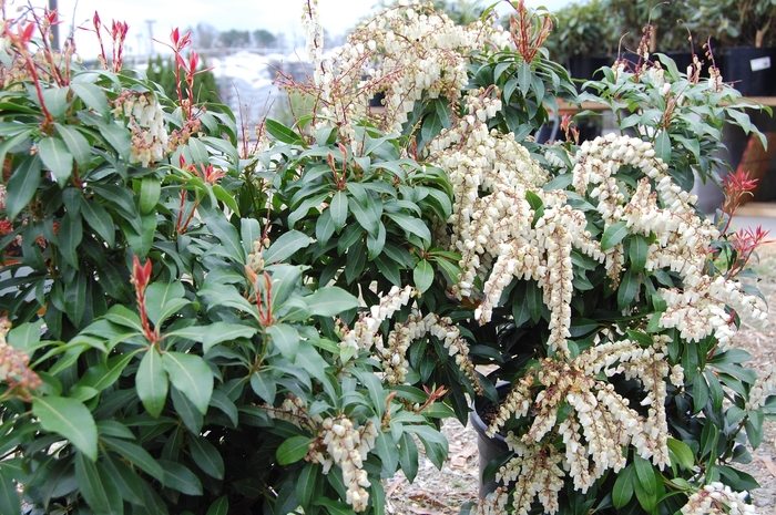 Mountain Fire Pieris - Pieris japonica 'Mountain Fire' from EC Browns Nursery