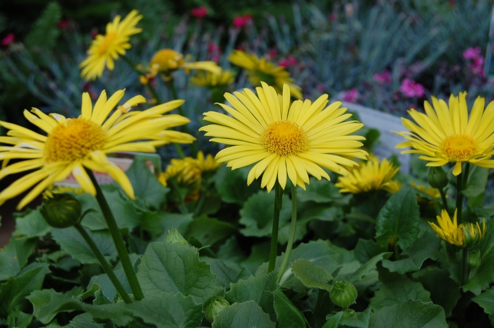 'Leonardo&trade; Compact' Leopard's Bane - Doronicum orientale from EC Browns Nursery