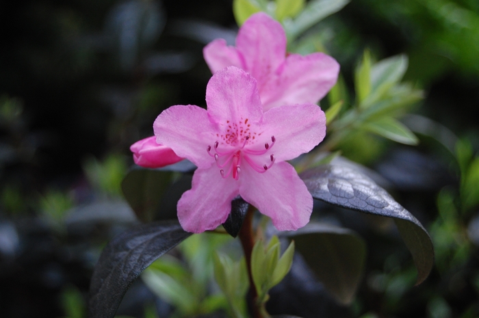 'Olga Mezitt' - Rhododendron hybrid from EC Browns Nursery
