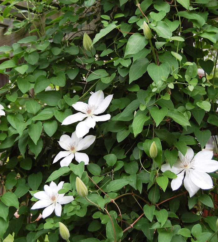 Henryi White Clematis - Clematis hybrid 'Henryi' from EC Browns Nursery