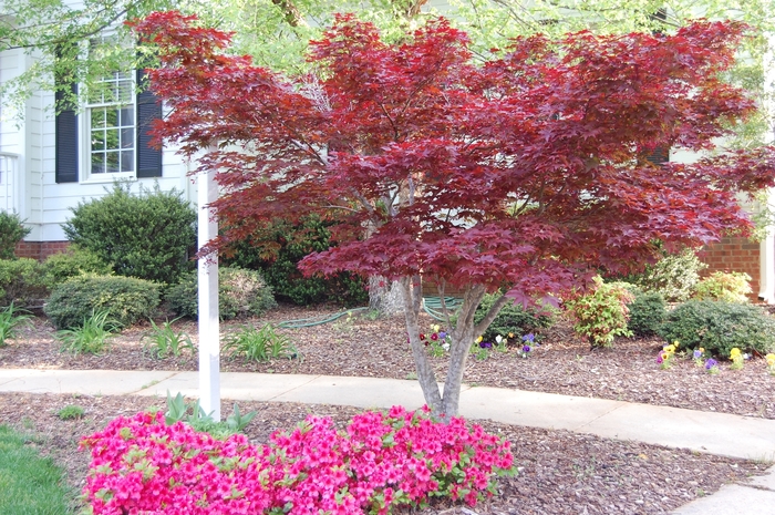 Japanese Red Maple - Acer palmatum 'Bloodgood' from EC Browns Nursery