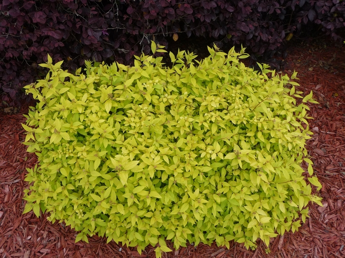 Spirea - Spiraea japonica 'Goldmound' from EC Browns Nursery