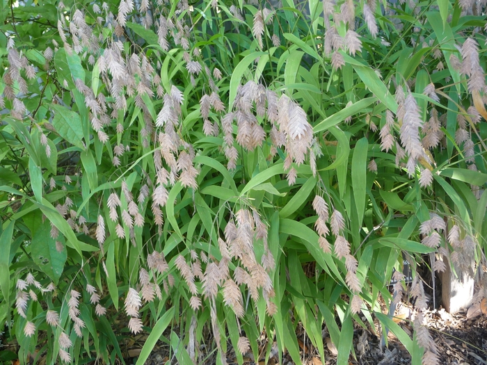 Northern Sea Oats - Chasmanthium latifolium from EC Browns Nursery